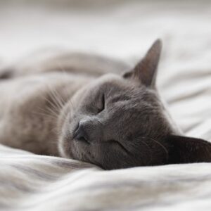 サスメドの不眠障害治療アプリの承認が了承！株価の動きも考えてみる